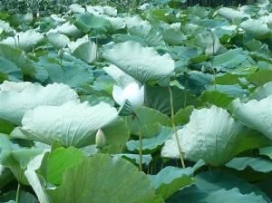 荷叶花湿地水禽自治区级自然保护区