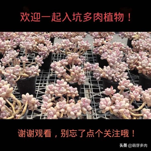 多肉植物：度夏要注意些什么？如何更好度过夏天？一起来看看吧