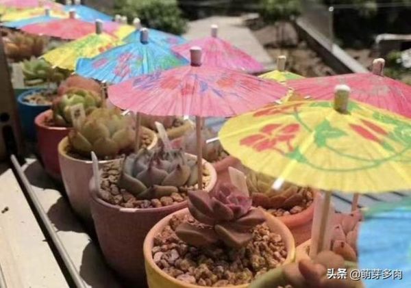 多肉植物：度夏要注意些什么？如何更好度过夏天？一起来看看吧