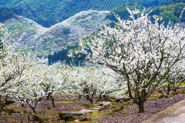 2024渝北印盒李花生态旅游区游玩攻略（花期 门票 农家乐）