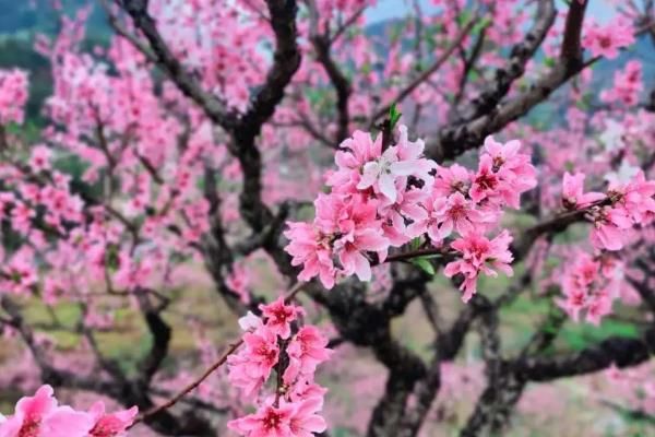 桃花的花期，花期通常持续15天左右