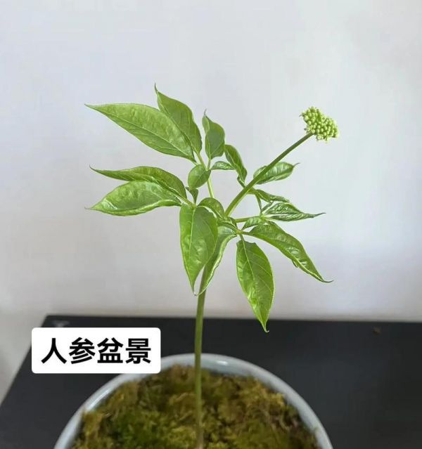 人参种子的发芽周期（从种植到萌发）