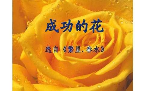 冰心的《成功的花》赏析