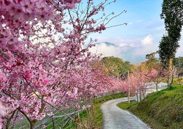 阳明山樱花