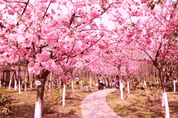 2019中山横栏广骏生态园樱花节攻略(时间 地点 门票)