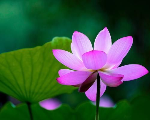 箭荷花的花语——寓意高洁的花朵（箭荷花的花语与生活中的情感表达）