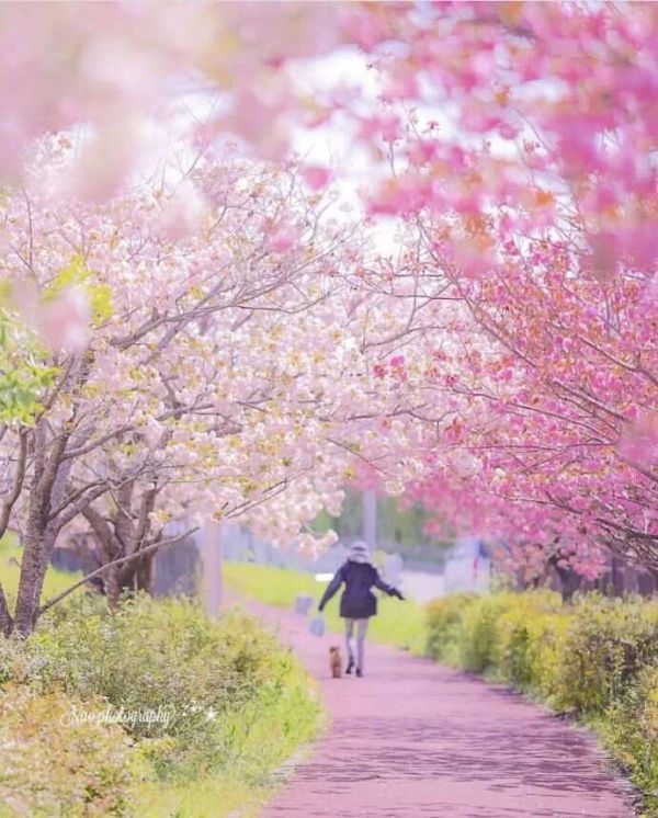 [转载]春日漫步：踏青赏花，共赴一场繁花盛宴