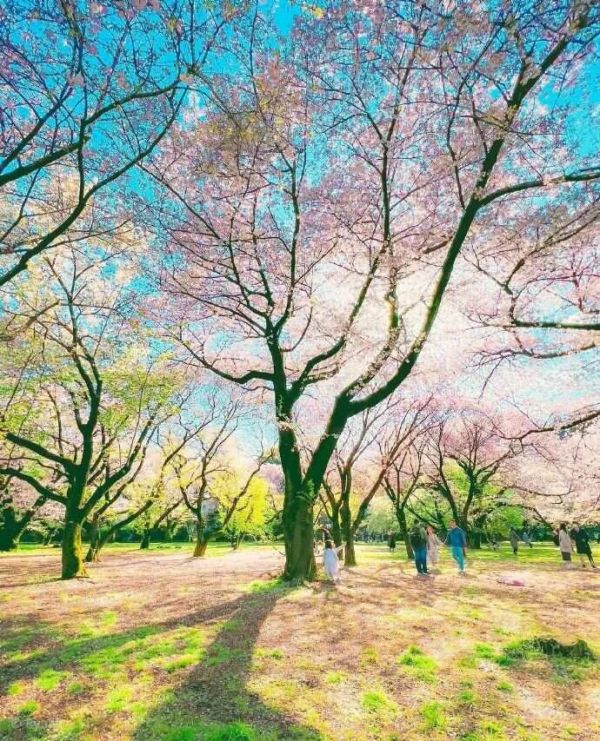 [转载]春日漫步：踏青赏花，共赴一场繁花盛宴