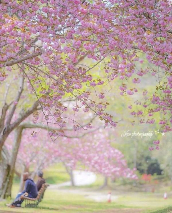 [转载]春日漫步：踏青赏花，共赴一场繁花盛宴