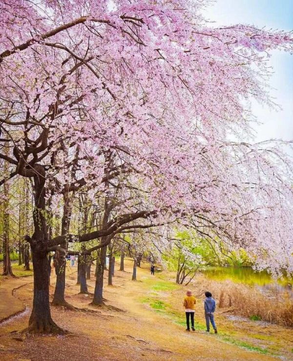 [转载]春日漫步：踏青赏花，共赴一场繁花盛宴