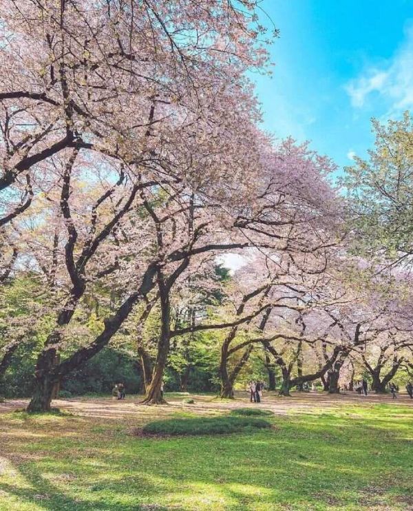 [转载]春日漫步：踏青赏花，共赴一场繁花盛宴