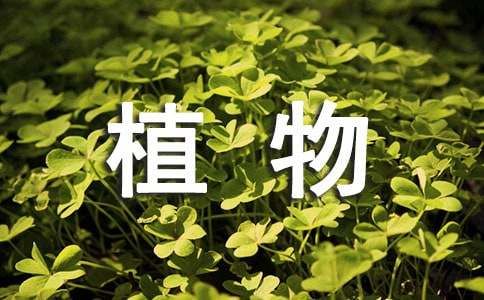 植物类猜灯谜及答案精选