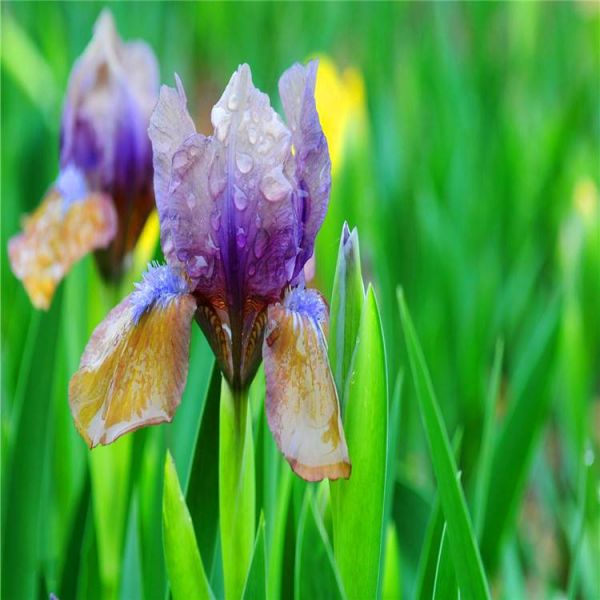 基地出售 常绿鸢尾 花境植物 加仑盆苗 杯苗 湿地庭院道路公园绿化