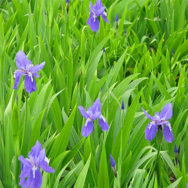 基地出售 常绿鸢尾 花境植物 加仑盆苗 杯苗 湿地庭院道路公园绿化