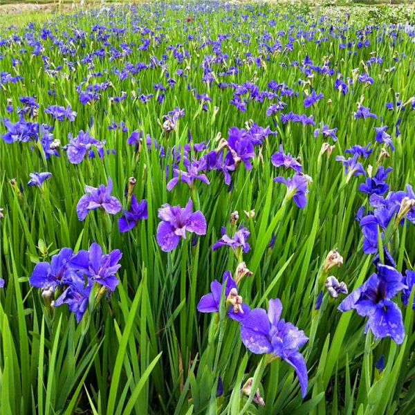 基地出售 常绿鸢尾 花境植物 加仑盆苗 杯苗 湿地庭院道路公园绿化