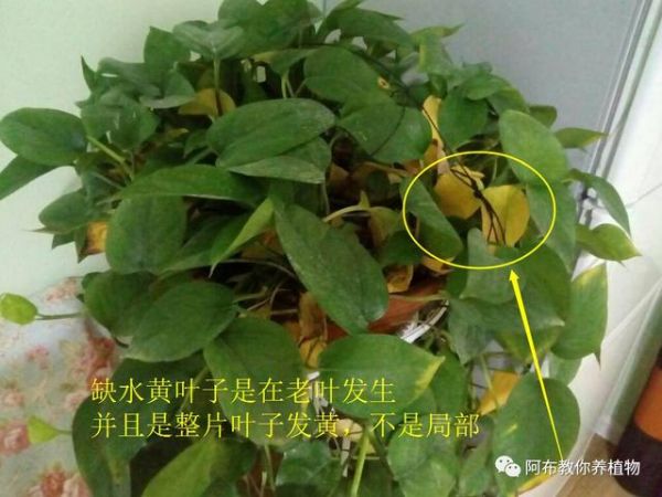 阿布教你养植物｜3种绿萝常见问题，给你一一解答