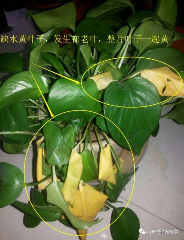 阿布教你养植物｜3种绿萝常见问题，给你一一解答