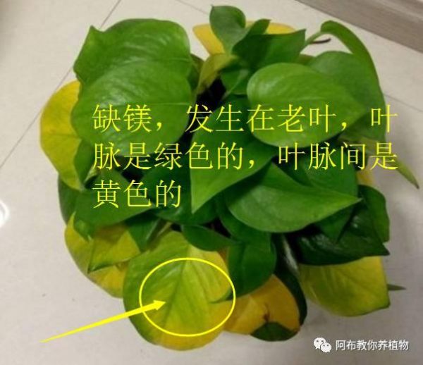 阿布教你养植物｜3种绿萝常见问题，给你一一解答