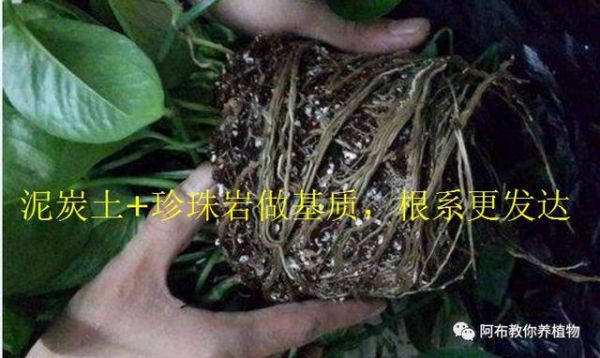 阿布教你养植物｜3种绿萝常见问题，给你一一解答