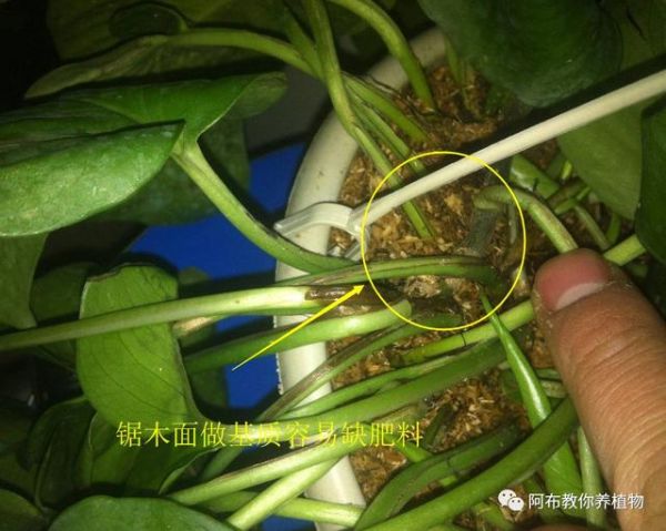 阿布教你养植物｜3种绿萝常见问题，给你一一解答