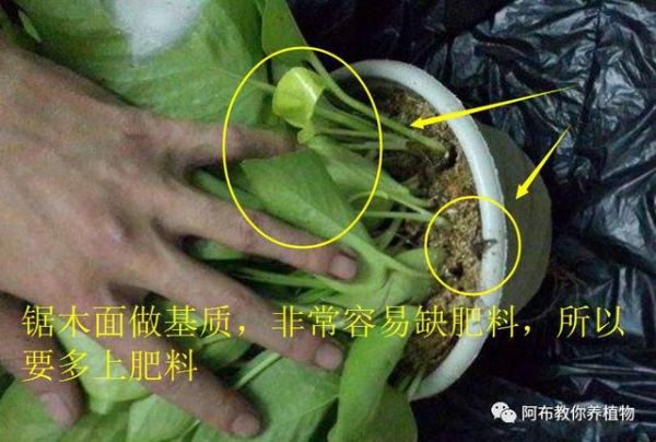 阿布教你养植物｜3种绿萝常见问题，给你一一解答