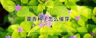 藿香种子怎么催芽,第1图