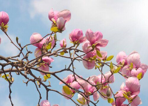 玉兰枝条泡水能开花吗（白玉兰枝条泡水能生根吗）