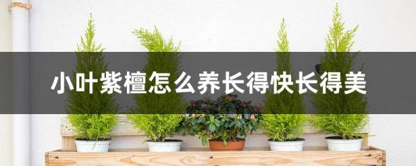 小叶紫檀怎么养长得快长得美