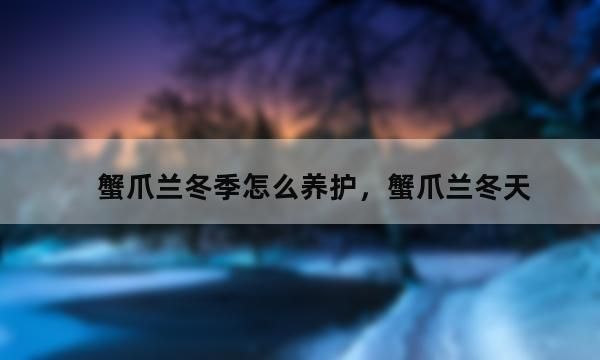 蟹爪兰冬天怎么养