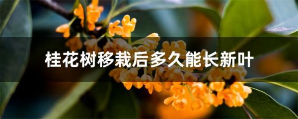 桂花树移栽后多久能长新叶