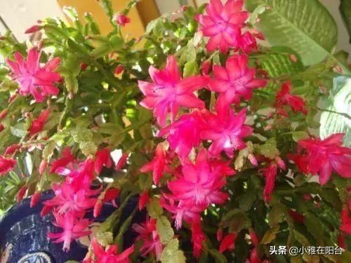 蟹爪兰不开花，10天浇一勺“油”，一棵开80朵，还能二次开花