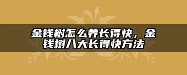 金钱树怎么养长得快，金钱树八大长得快方法