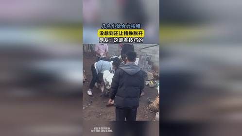 几名小伙合力按猪，没想到还让猪挣脱开，网友：这是有技巧的