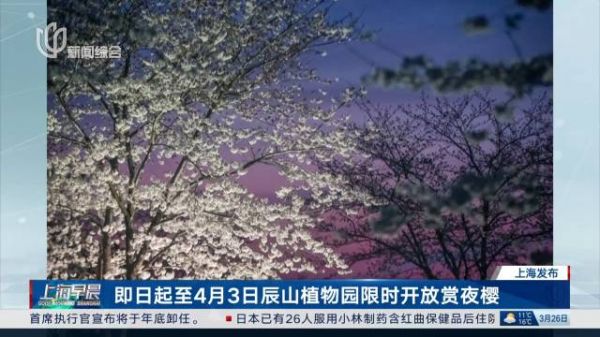 上海辰山植物园限时开放赏夜樱至4月3日