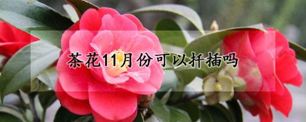 茶花11月份可以扦插吗