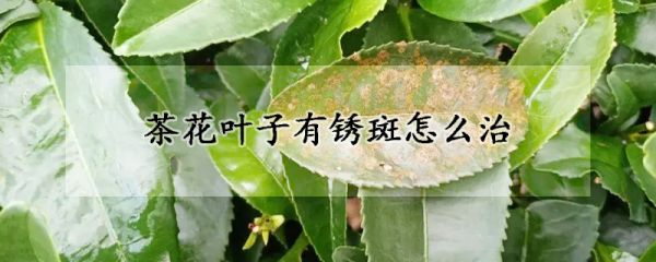 茶花叶子有锈斑怎么治