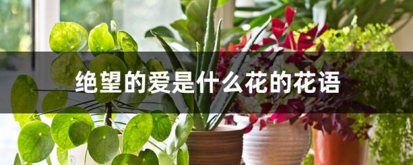 绝望的爱是什么花的花语