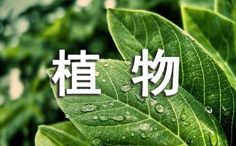 【精品】我家的植物作文6篇