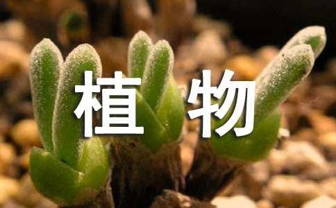 我的植物朋友三年级作文300字（精选80篇）