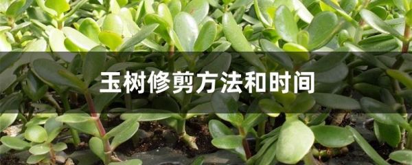 玉树修剪方法和时间