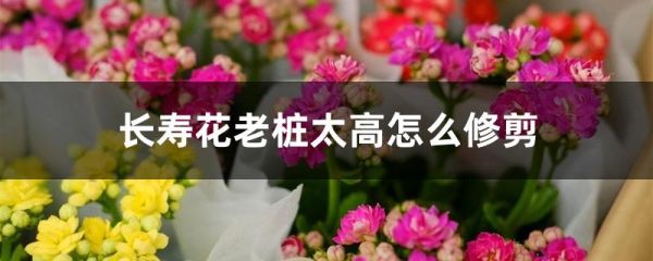 长寿花老桩太高怎么修剪