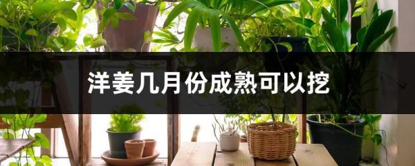 洋姜几月份成熟可以挖