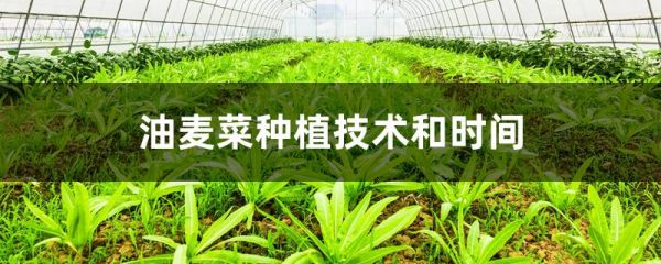 油麦菜种植技术和时间