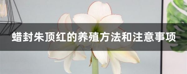 蜡封朱顶红的养殖方法和注意事项