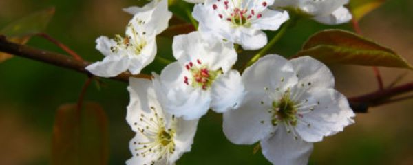 茶靡花的花语