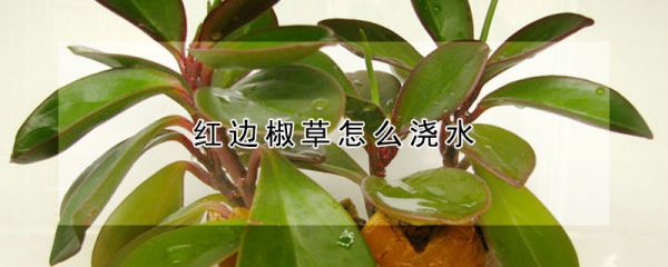 红边椒草怎么浇水