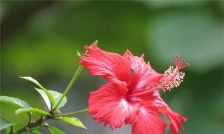 扶桑花的寓意与象征（扶桑花的美丽与希望）