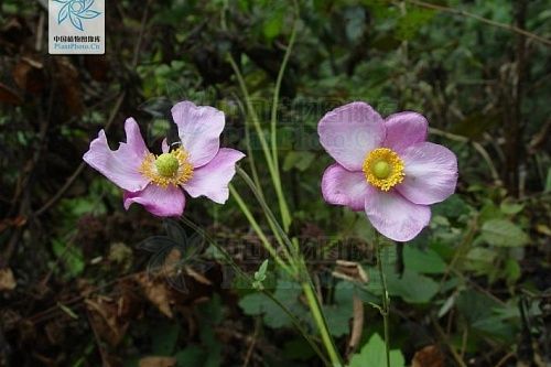 打破碗花花