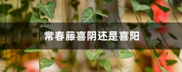 常春藤喜阴还是喜阳