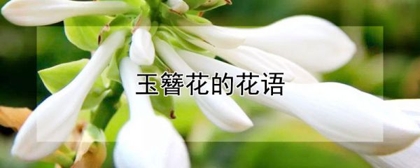 玉簪花的花语